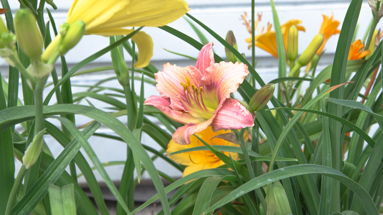 Daylilies